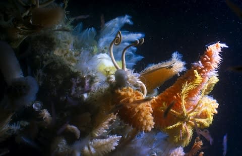 Giant sponges - Credit: BBC