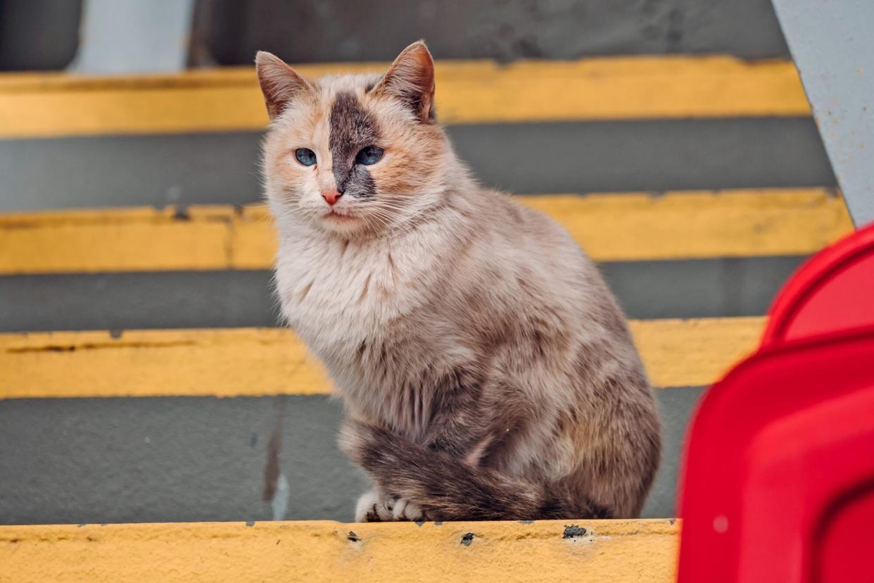 ferel cat in a baseball stadium