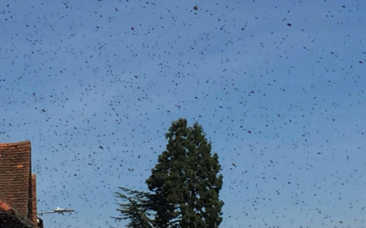 Last year police were called to deal with a swarm of bees that descended on Bishop's Stortford  - SWNS-Cambridge-+44 (0)1179066550