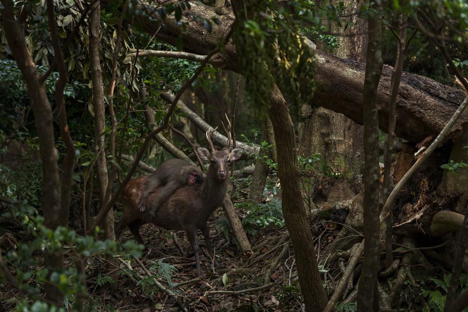 A rare image of a monkey riding on a deer's back has gone viral after the U.K. Natural History Museum released it in a preview of its Wildlife Photographer of the Year competition. The photograph, shot by Atsuyuki Ohshima in a Japanese forest, captured the rare — but not unheard-of — interaction between a macaque and a deer. / Credit: Atsuyuki Ohshima
