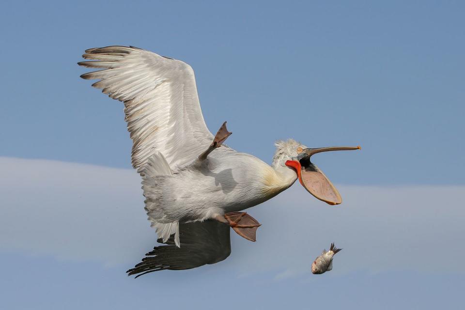 <p>If you've ever made food and then immediately dropped it on the floor, you know how this bird feels. </p>