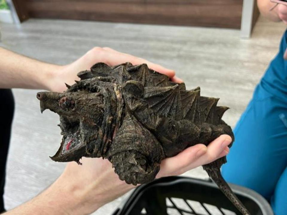 The alligator snapping turtle was discovered in a small lake outside a Cumbrian village (Wild Side Vets)