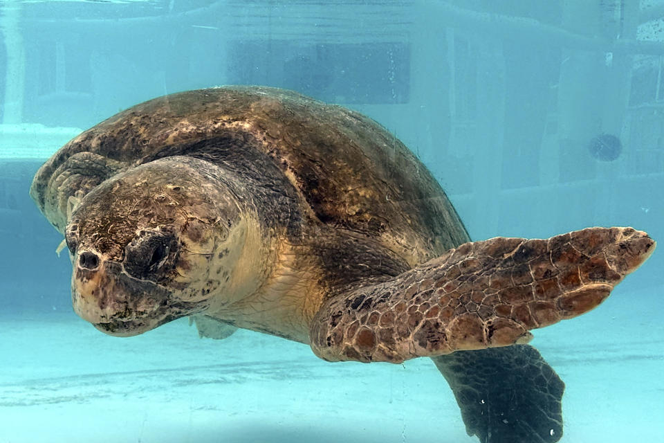 Danny, an adult Loggerhead Sea Turtle, with an amputated front flipper, swims in the tank at the Loggerhead Marine Life Center Tuesday, Nov. 14, 2023, in Juno Beach, Fla. By most measures, it was a banner year for sea turtle nests at beaches around the U.S., including record numbers for some species in Florida and elsewhere. Yet the positive picture for turtles is tempered by climate change threats, including higher sand temperatures that produce fewer males, changes in ocean currents that disrupt their journeys and increasingly severe storms that wash away nests. (AP Photo/Cody Jackson)