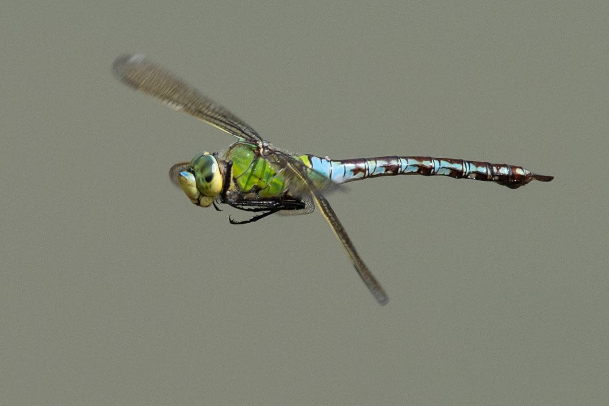 Emperor dragonfly by Jim Baldwin <i>(Image: IW Natural History and Archaeological Society)</i>