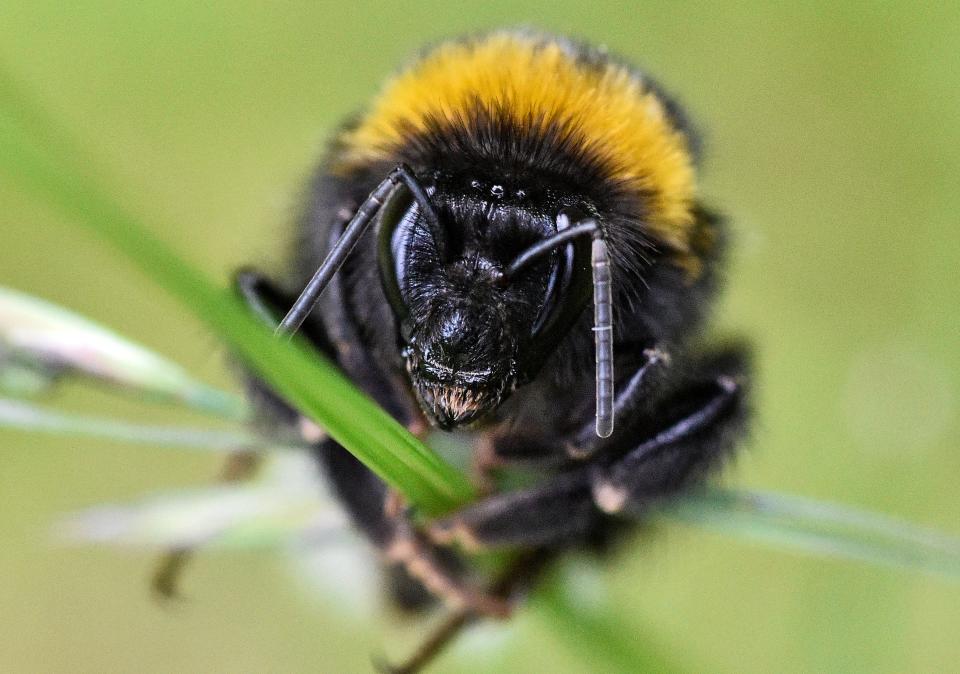 A bumblebee rests on a blade of grass in a garden in Gelsenkirchen, Germany.