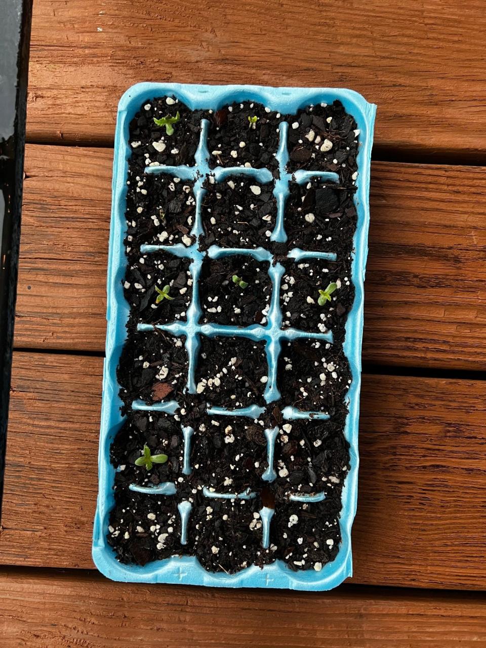 An egg carton holds 18 marijuana plant seeds, planted by Cecil Cornish. Cornish planted his first marijuana seeds in February 2022 and harvested from a total of four plants in October 2022. In total, Cornish harvested about four ounces of marijuana flower.