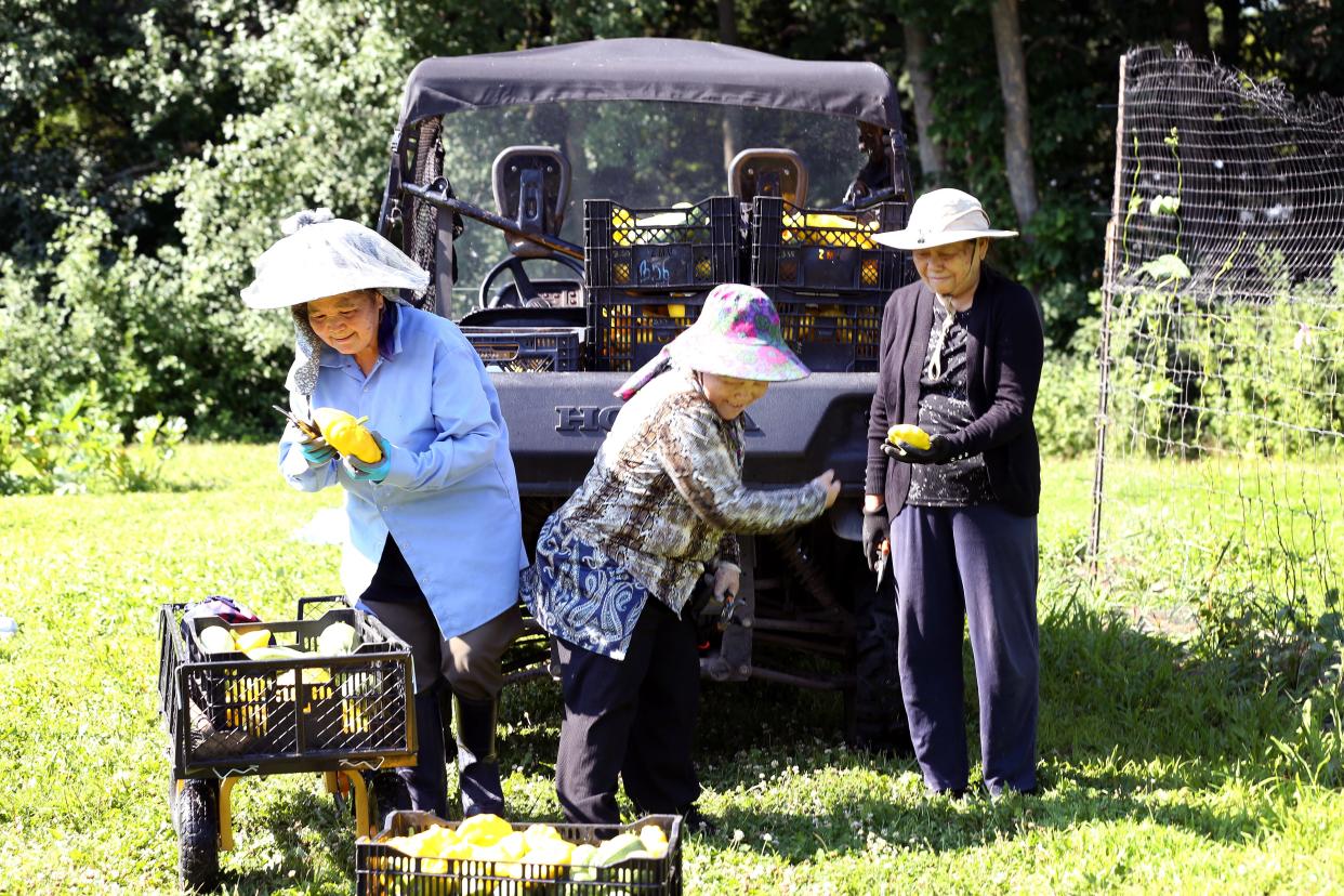 From left to right, Mao Vue, Chee Thao and Ker Vue pick up squash to display for a group photo after harvesting over 300 pounds of yellow squash in under an hour on July 18 at Riverview Gardens in Appleton.