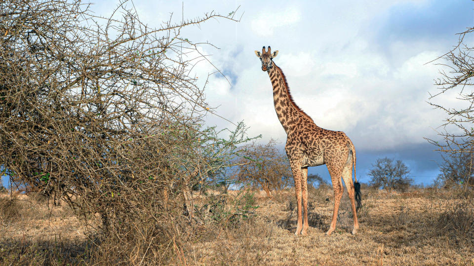 A giraffe at Tsavo National Park amid drought near the town of Voi in the Taita-Taveta County of Kenya. / Credit: Andrew Wasike / Anadolu Agency via Getty Images