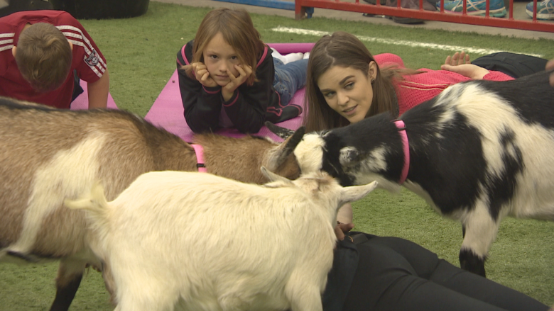 Canadian Western Agribition kicks off in Regina with goat yoga