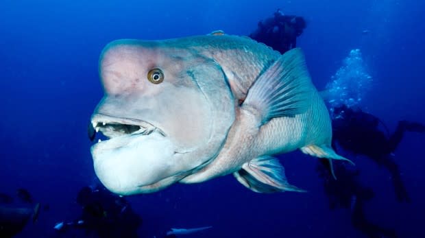 This Mischievously Nosy Fish With a Huge Forehead Has the Internet