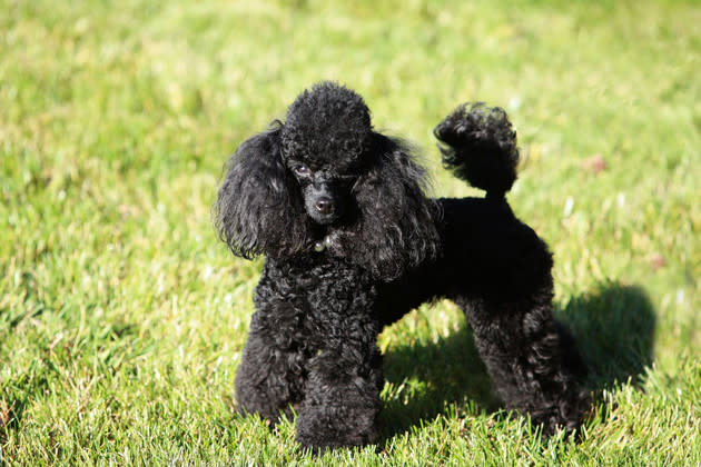 Miniature or Toy Poodle — Small but Smart