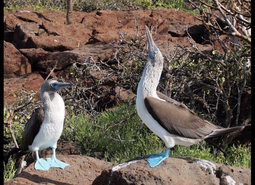 Couples fascinated by nature should head to the Galapagos for a once-in-a-lifetime excursion. For centuries, the wildlife here has evolved away from humans — aside from Mr. Darwin and his lot. A good way to explore the islands: a cruise on 32-passenger <em>M/V Evolution</em>, arranged by <a href="http://www.destinationweddingmag.com/gallery/bucket-list-honeymoon-destinations-galapagos-islands-cruise-animals-ecuador?src=SYN&dom=huffpo" target="_hplink">International Expeditions</a>. By day, spot Blue-footed Boobies, sea lions, penguins, lizards, giant tortoises and birds. Once dusk settles in, return to your floating hotel for cocktail hour and dinner, followed by the most amazing star display you’ve ever seen. <em>Photo by Hilary R. Brown</em>  <strong>Related: <a href="http://www.destinationweddingmag.com/gallery/12-best-cruises-for-honeymoons?src=SYN&dom=huffpo" target="_hplink">12 Best Cruises for Honeymoons</a></strong>