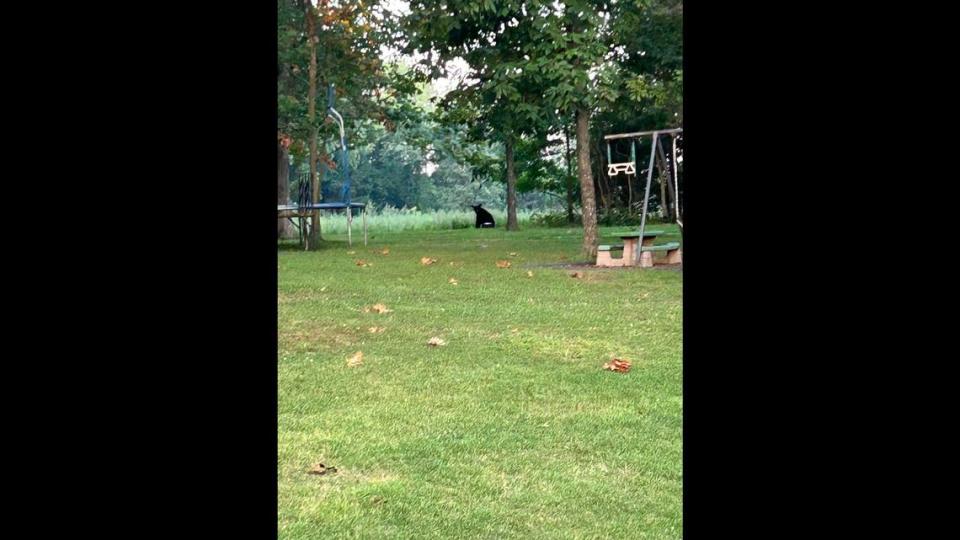 The Williamson County Sheriff’s Office released this photo of a black bear spotted in the eastern part of the county earlier this month.