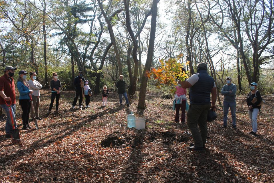 Volunteers gathered at Miantonomi Park to plant native trees as part of a Newport Tree Conservancy program.