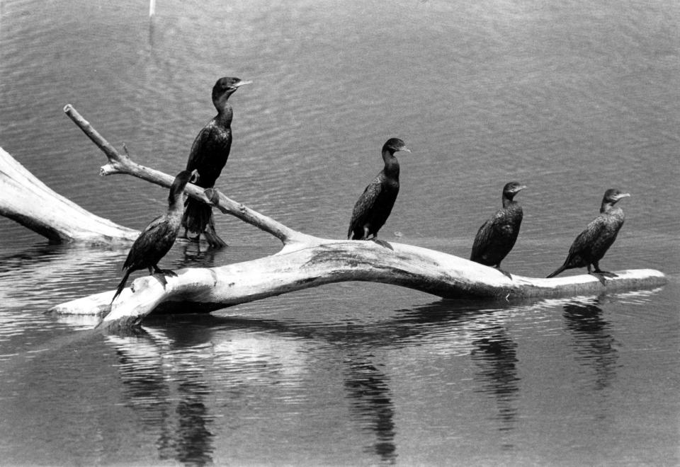 A group of cormorants