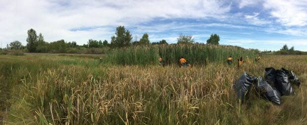 A crew works to get rid of a patch of phragmites near Brooks, Alta.