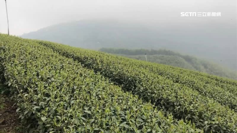 久旱少雨讓南投春茶減減產3成。