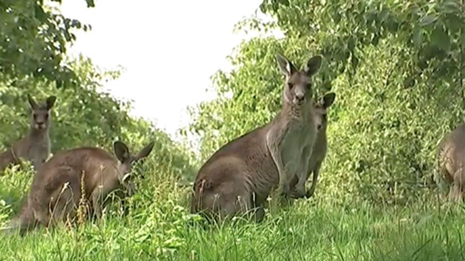 Templestowe residents now say that the menacing roo has been a trouble for some time. Source: 7 News