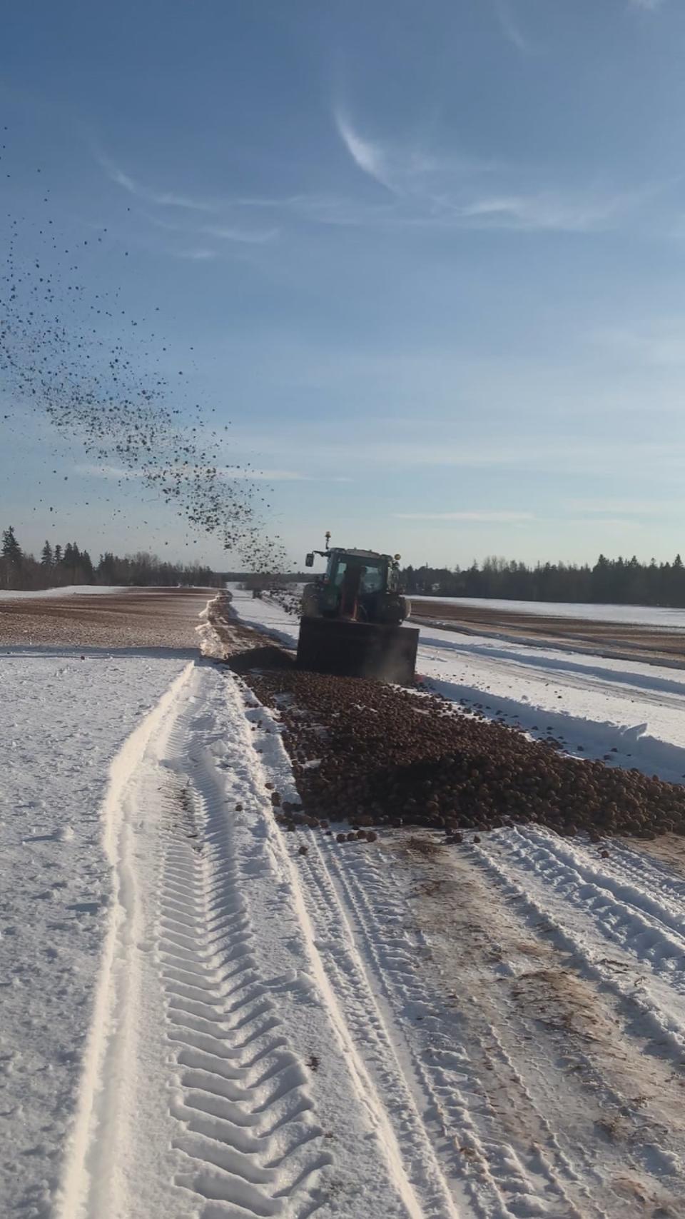 Annear said destroying more than a million pounds of potatoes was a 'substantial loss' to Annear Farms.