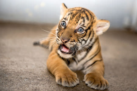 Berisi, a Malayan tiger cub who was born on September 11, sits in her enclosure at Tampa's Lowry Park Zoo in Tampa, Florida, U.S. October 22, 2016. Donnie Gallagher/Tampa's Lowry Park Zoo/Handout via REUTERS