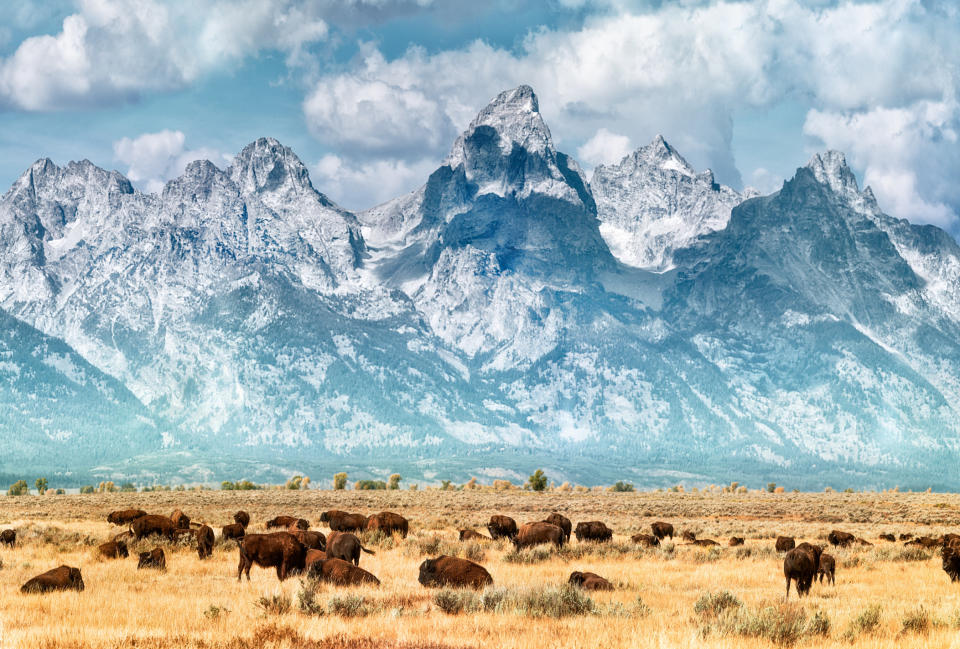 Bison beneath the backdrop of the Teton Mountains.