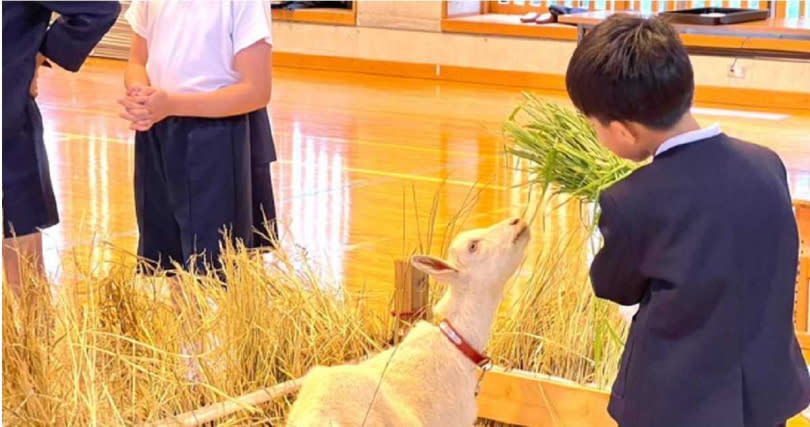 日本鹿兒島縣伊佐市的南永小學為小山羊同學舉行入學典禮。（圖／翻攝自「鹿児島県伊佐市」臉書）