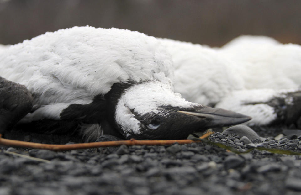 Dead common murres lie washed up on a rocky beach in Whittier, Alaska, on Jan. 8, 2016. (Photo: AP Photo/Mark Thiessen)