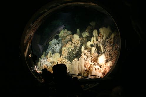 <span class="caption">Cold-water coral reefs occur at greater depths than their tropical equivalents.</span> <span class="attribution"><span class="source">Sebastian Hennige</span>, <span class="license">Author provided</span></span>