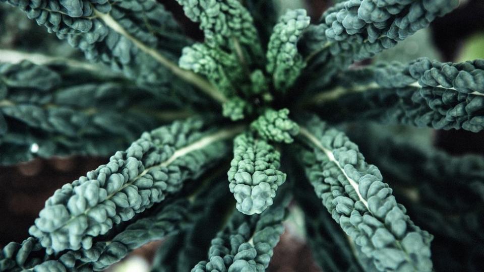 A beautiful dark green cavolo nero