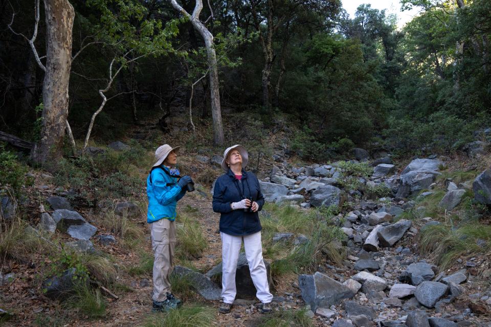 Volunteers Rosie Bennett (right) and Pam Negri look for elegant trogons on the Madera Canyon Carrie Nation Trail during the Tucson Audubon Society’s annual elegant trogon survey in the Santa Rita Mountains south of Tucson.