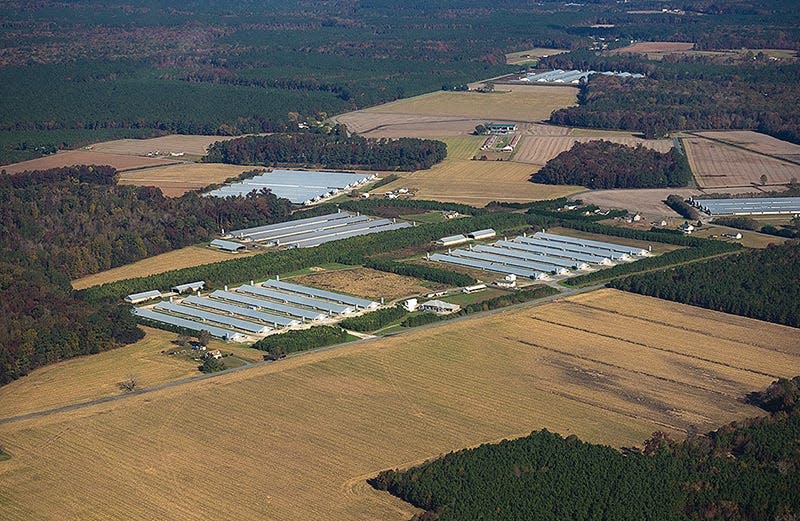 The town of Princess Anne, Md., in Somerset County has several chicken farms. Maryland chicken farmers are eligible for grant programs to help offset losses caused by the COVID-19 pandemic.