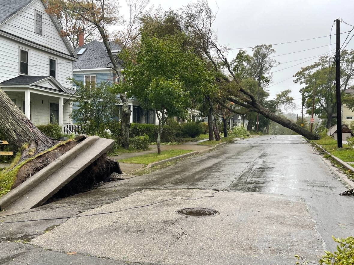 Trees uprooted on a residential street in Sydney, N.S., after post-tropical storm Fiona. Public school will be closed Monday in Cape Breton, as well as other parts of the province. (Kayla Hounsell/CBC - image credit)