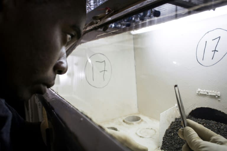 Geologists at the Gemfields Ruby mine sort through stones for rubies in Montepuez, Mozambique