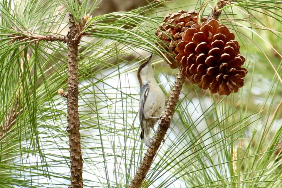 A brown-headed nuthatch, a little bit larger than a ruby-throated hummingbird, that has take up residence in a small patch of shortleaf pines in London, Ky.