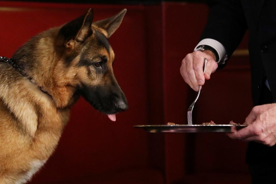 <p>Rumor, a German shepherd and winner of Best In Show at the 141st Westminster Kennel Club Dog Show, is fed steak at Sardi’s in New York, U.S., February 15, 2017. REUTERS/Shannon Stapleton </p>