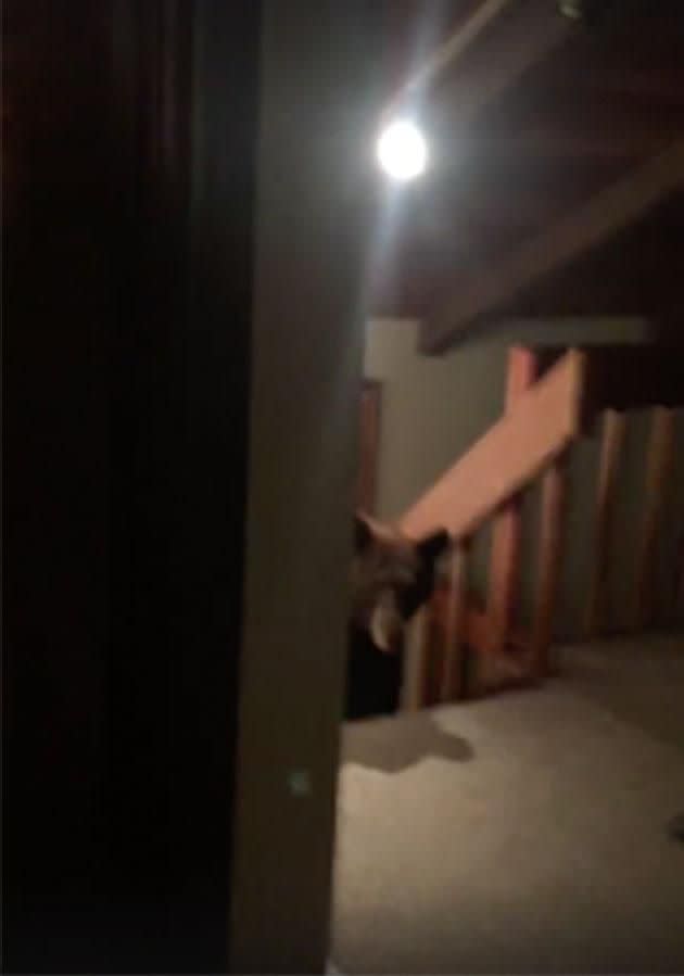 The terrifying moment a bear creeps up the stairs. Photo: Facebook