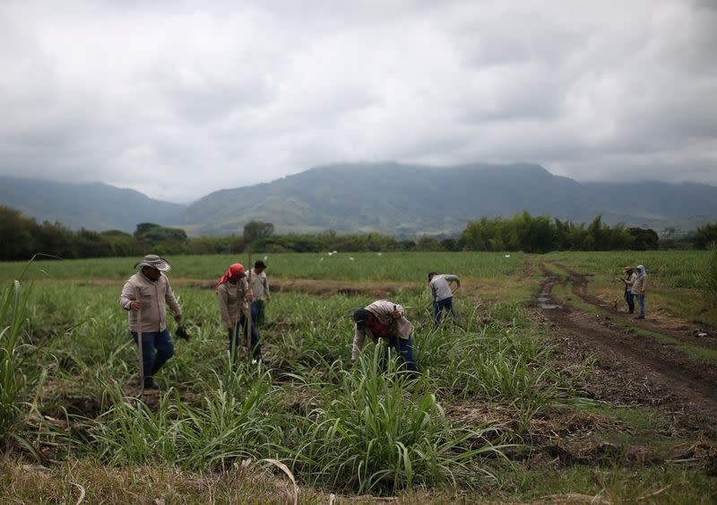 Foto de archivo. Trabajadores de un ingenio azucarero preparan la tierra para plantar caña de azúcar en un cañaveral que, según ellos, podría ser invadido por comunidades indígenas y agricultores pobres, en Corinto