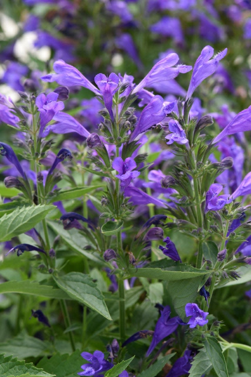 Prelude Purple nepeta has a unique color and lots of blooms.