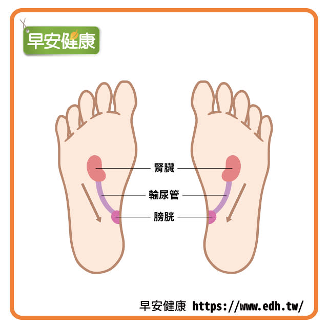 腳底按摩：腎臟、輸尿管、膀胱