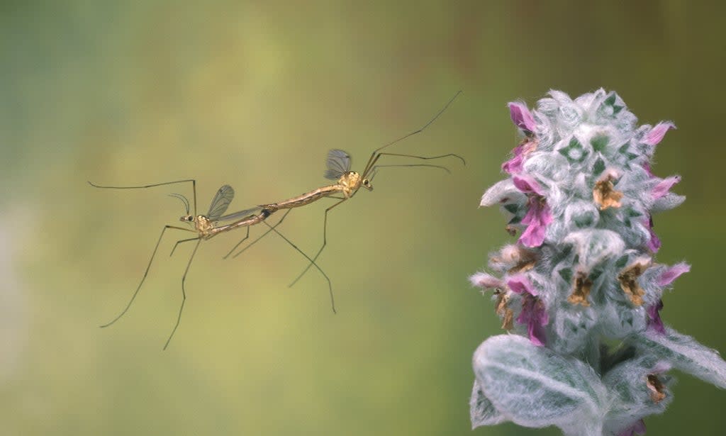 A daddy longlegs enjoying the season  (Rex)