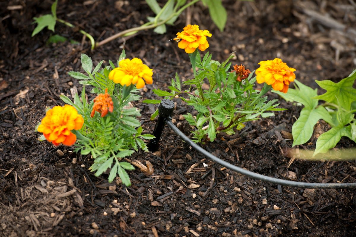 Gardening Drought (California Department of Water Resources)