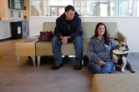 Moose, a six-year-old English Bulldog waits, with his owners to receive trial medical treatment in North Grafton