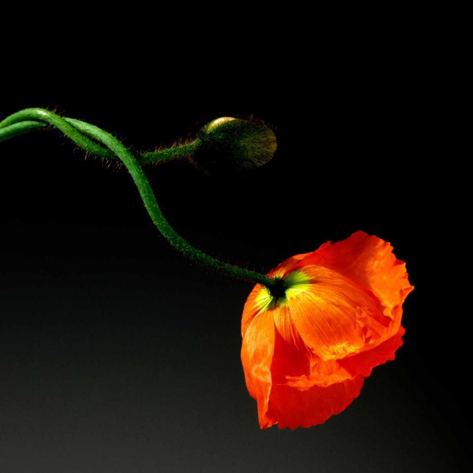 Robert Mapplethorpe, Poppy, 1988 (Robert Mapplethorpe Foundation)