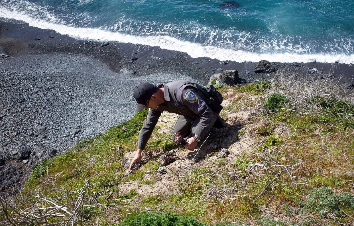 In 2018, California wildlife officials uncovered an international plant heist involving thieves from Korea and China who are slipping into Northern California's wild landscapes to pluck succulents they then sell in a thriving black market in Asia.