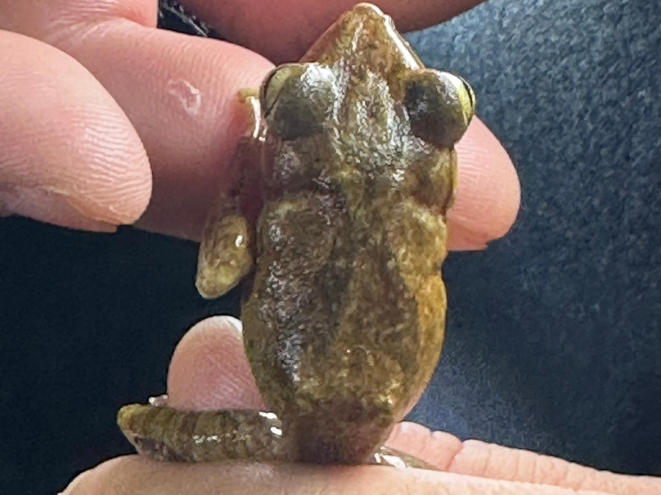 為了避免威脅原生物種生存，桃園市農業局持續對斑腿樹蛙展開捕捉計畫。（圖：農業局提供）