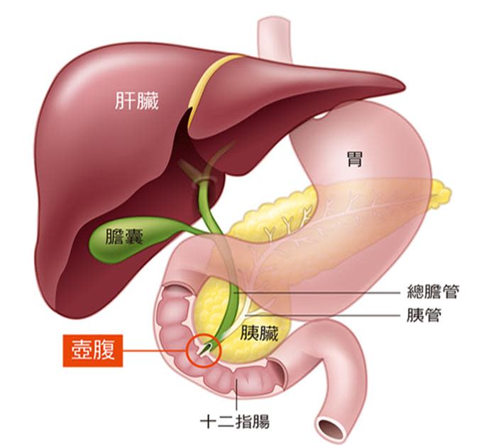 壺腹位在胰管與總膽管最末端2公分的接合處。（圖／翻攝自癌症基金會）