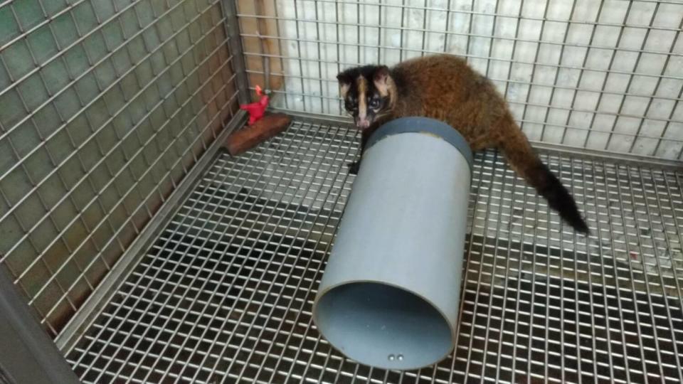 白鼻心為台灣野生動物狂犬病宿主之一。   圖：新北市動保處提供