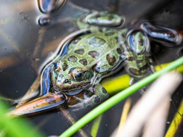 The northern leopard frog is the most endangered amphibian in B.C. A new study of 70,000 animal species globally found amphibians were the category most in decline. (Ben Nelms/CBC - image credit)