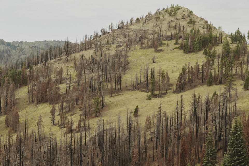 Un área en el Bosque Nacional Klamath y el Bosque Nacional Shasta Trinity a lo largo del sendero de la Cresta del Pacífico al norte de California, el 18 de agosto de 2022, donde miles de hectáreas de bosque ardieron durante el complejo de incendios forestales de 2021. (Mason Trinca/The New York Times).