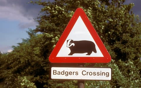 Lowton Road will be closed until September after a family of badgers moved in  - Credit: Universal Images Group Editorial/Photofusion